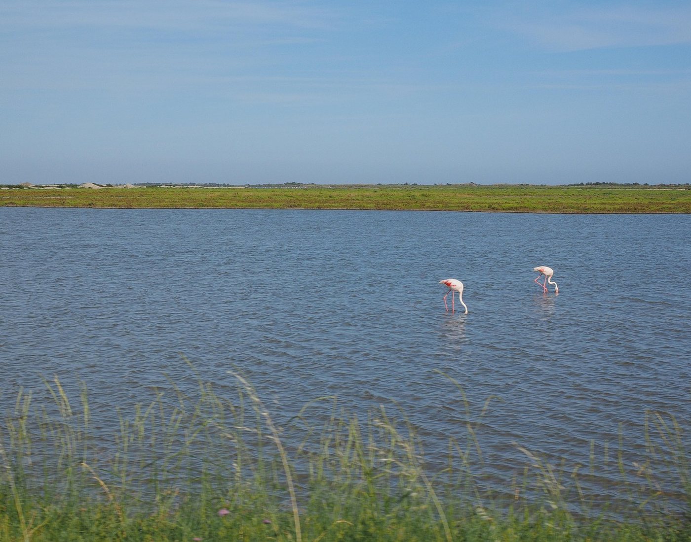 Lagune et marais du parc naturel de Camargue