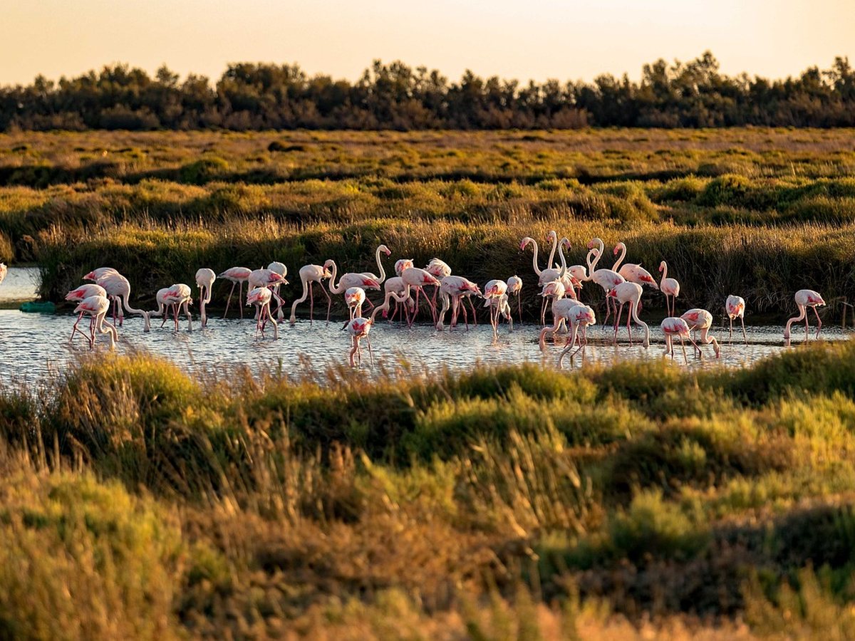 Flamants roses dans les marais de Camargue